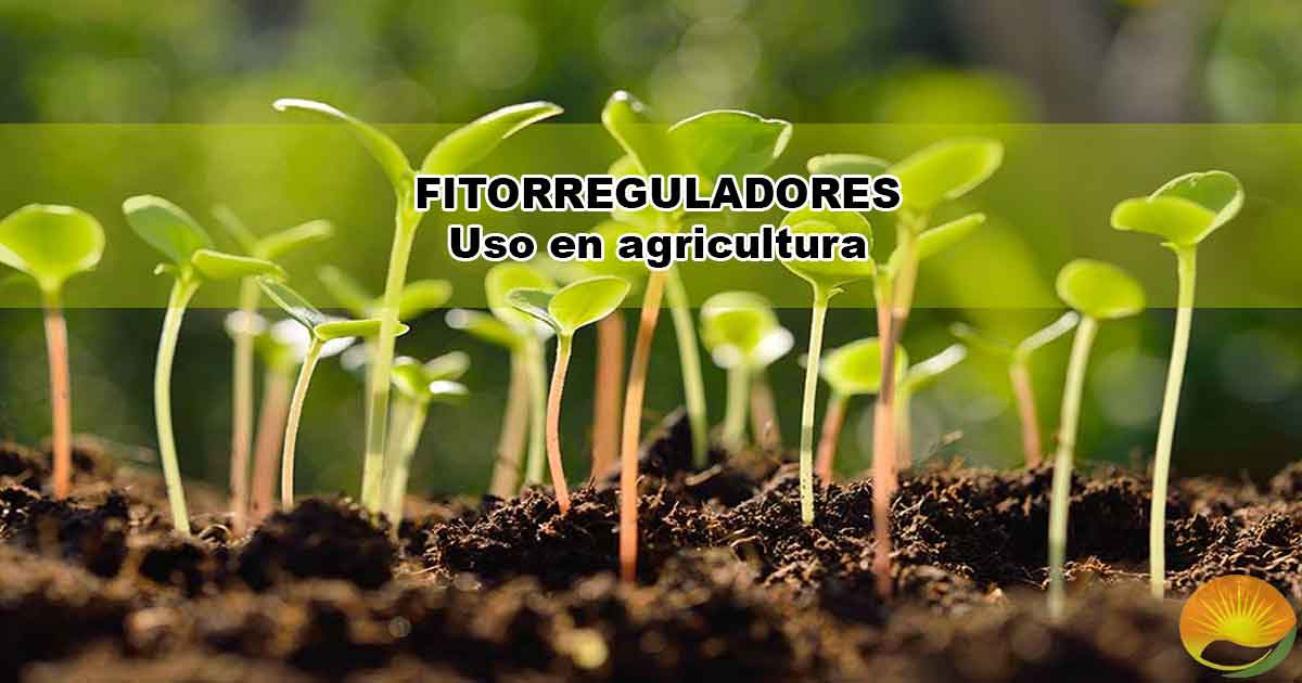 Fitorreguladores en la producción agrícola
