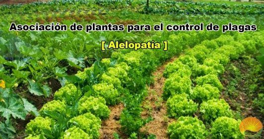 Asociación de plantas para el control de plagas. Alelopatía.