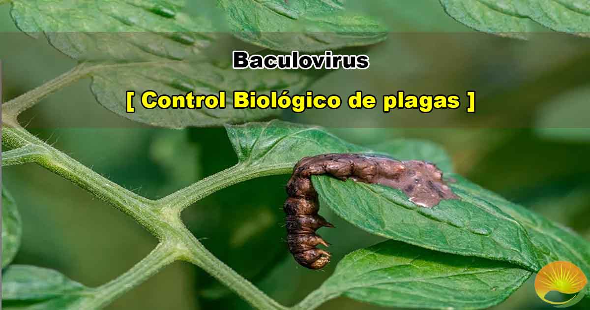 Baculovirus para el control de plagas