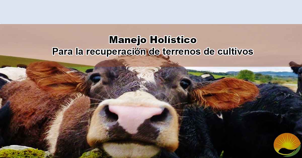 Manejo holístico