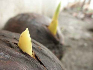 Caducidad de las semillas - Cocos germinando