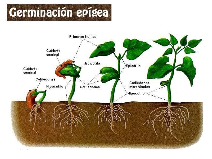Cómo germinar cualquier tipo semilla - Germinación epígea