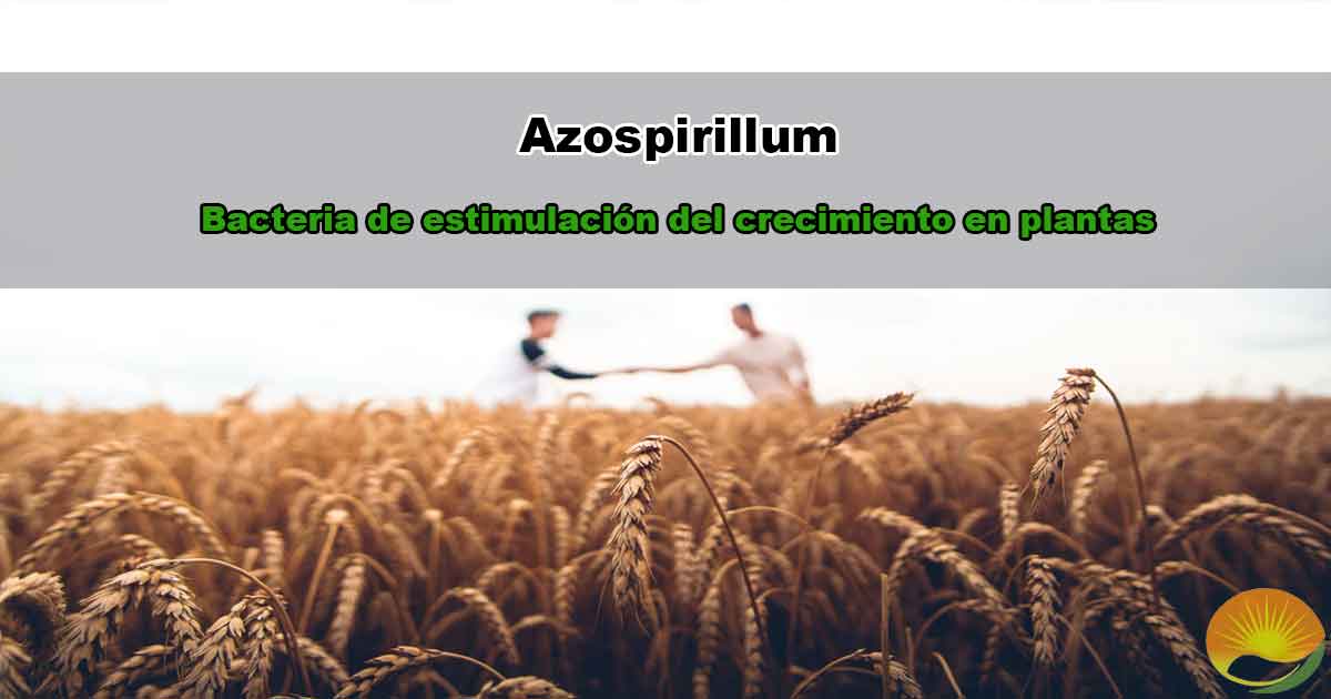 Azospirillum