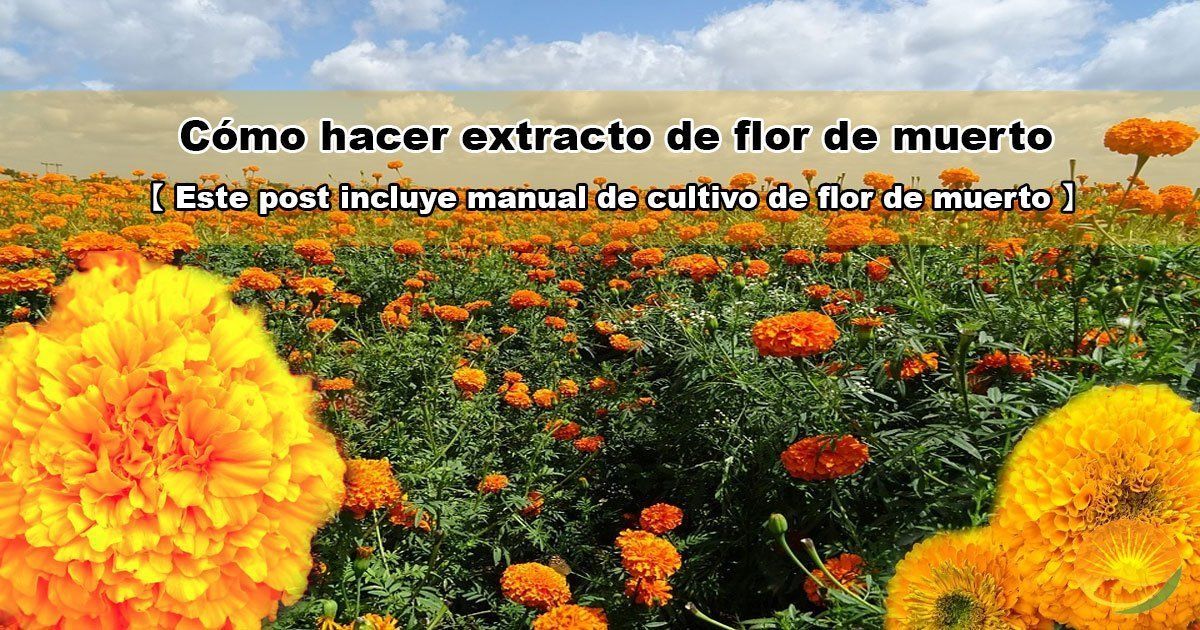 Cómo Hacer Extracto Flor De Muerto【100% Ecológico】
