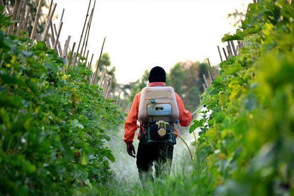 Aplicación de biofunguicida a cultivos de tomates